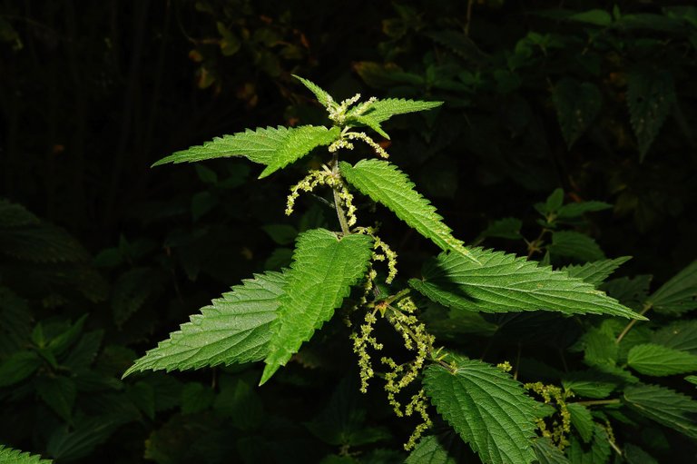 stinging-nettle-432331_1920.jpg