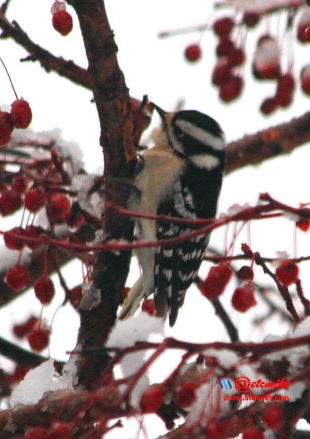 Downy Woodpecker IMG_0108.JPG