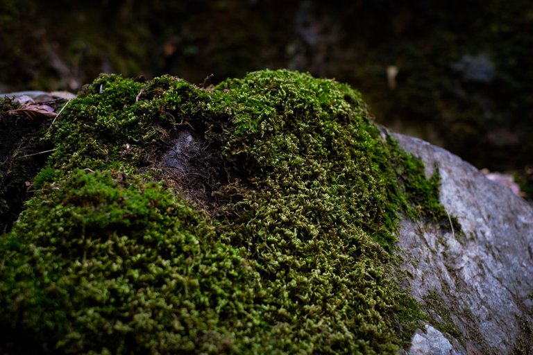 571A0009-6ADA-4625-87FE-00AB08AF089C.jpeg