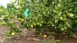 seedless-lemon-tree-250x250.jpg