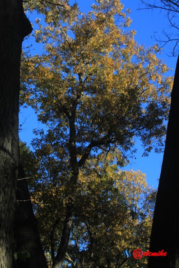 fall trees colors landscape fall-colors fontenelle-forest Fall02050.jpg