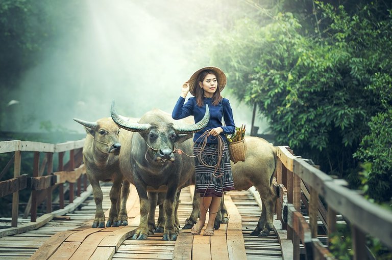 crazychina girl with ox.jpg