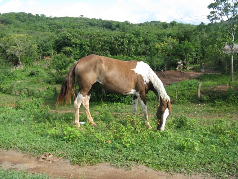 VIAJE ALTAGRACIA DE ORITUCO AGO09 117.jpg