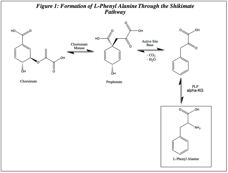 Shikimate_Pathway.png