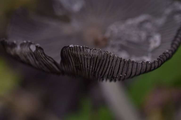 Mushroom hat gills 2.jpg