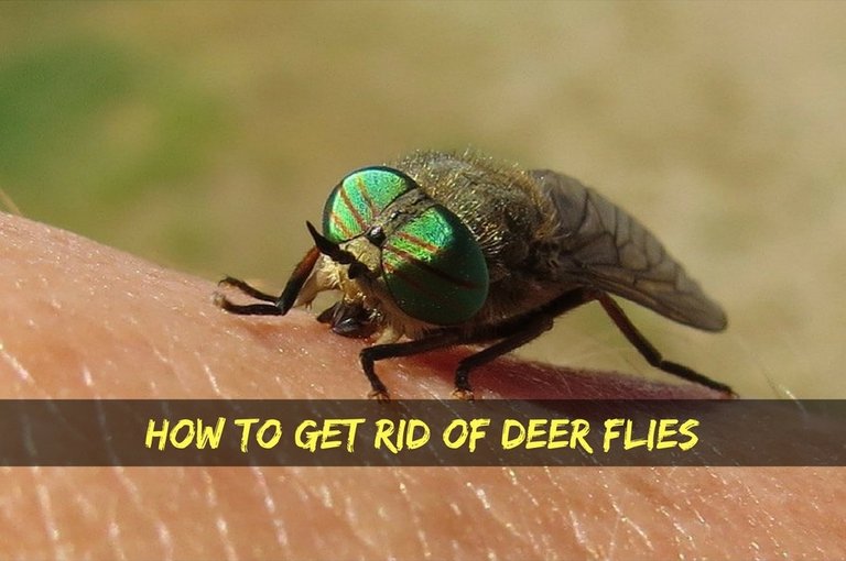 how-to-kill-deer-flies.jpg