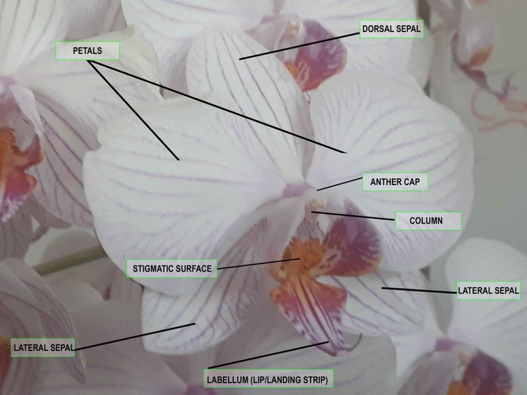 Orchid parts.jpg