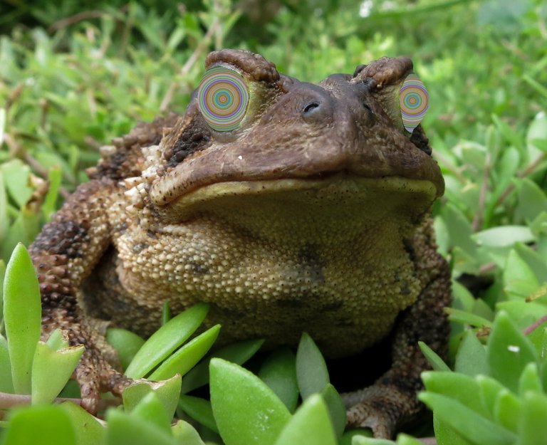 Toad_papapepperContest_eyesOnlyComplete.jpg