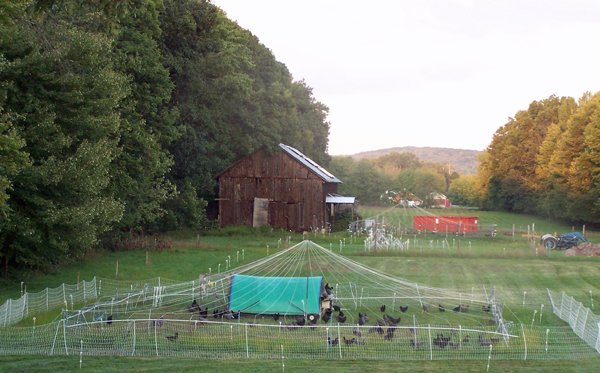 Evening for the broilers crop August 2019.jpg