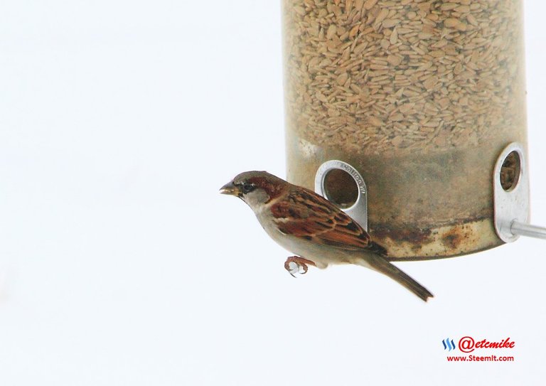 House Sparrow IMG_0015.JPG