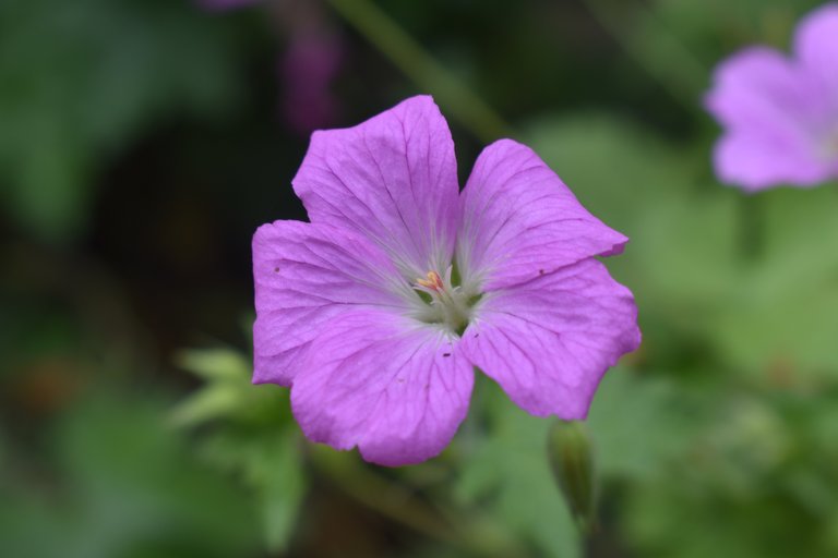 morning flower 2.jpg