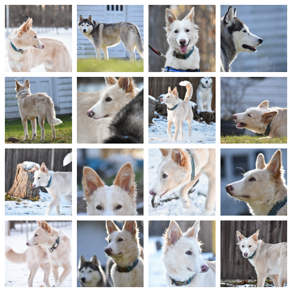 dogs henwen neera grid.png