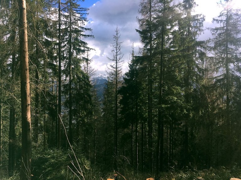 forest-zakopane.jpg