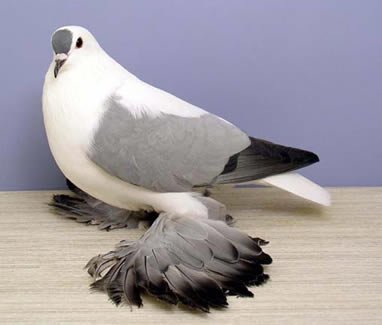 pigeon45.jpg