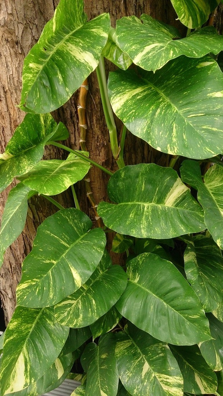 Money_Plant_(Epipremnum_aureum)_4.jpg