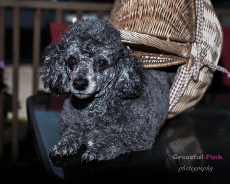 missy in basket.jpg