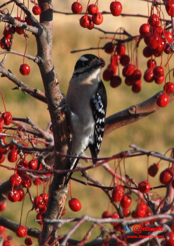 Downy Woodpecker IMG_0225.JPG