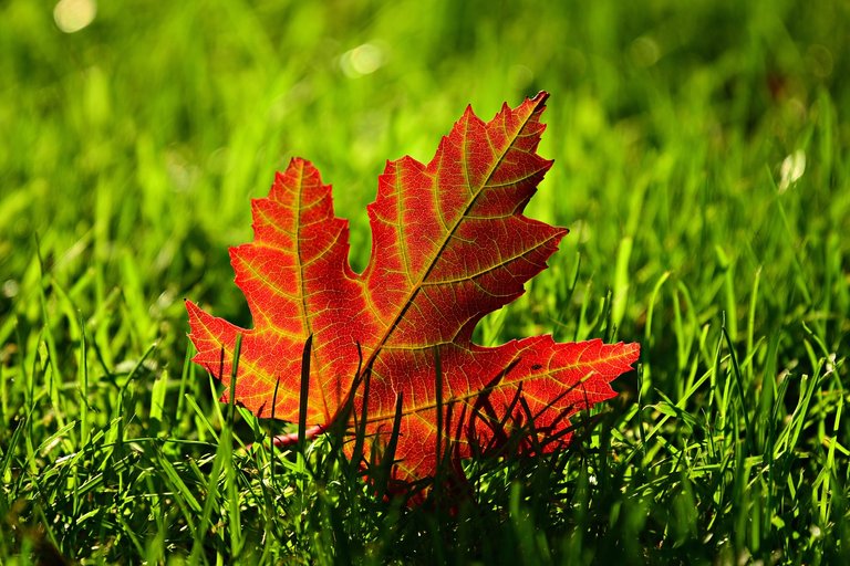 maple-leaf-3680684_1280.jpg