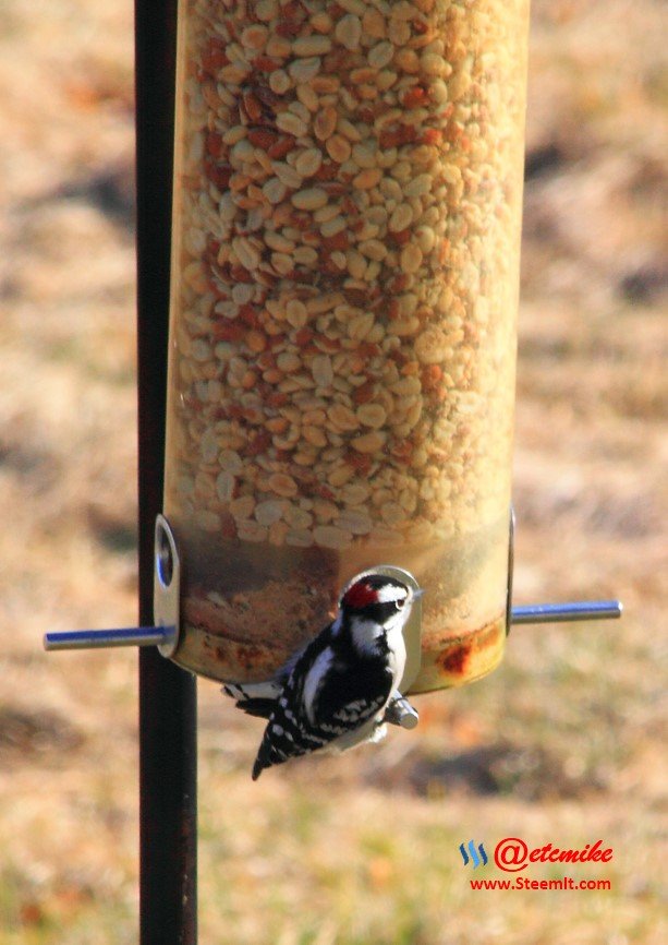 Downy Woodpecker IMG_0162.JPG