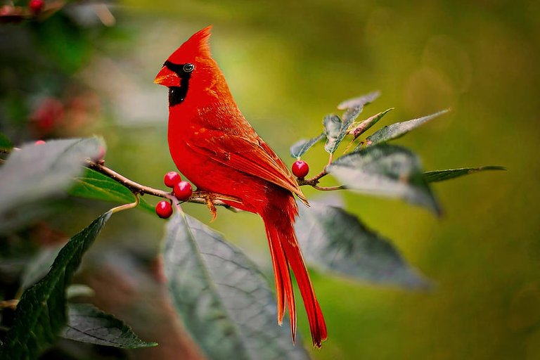 cardinal-pixabay.jpg