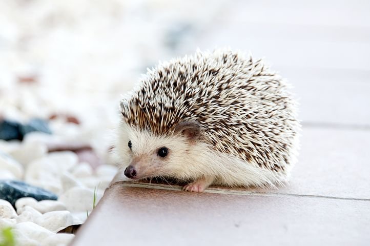 hedgehog-468228__480.jpg