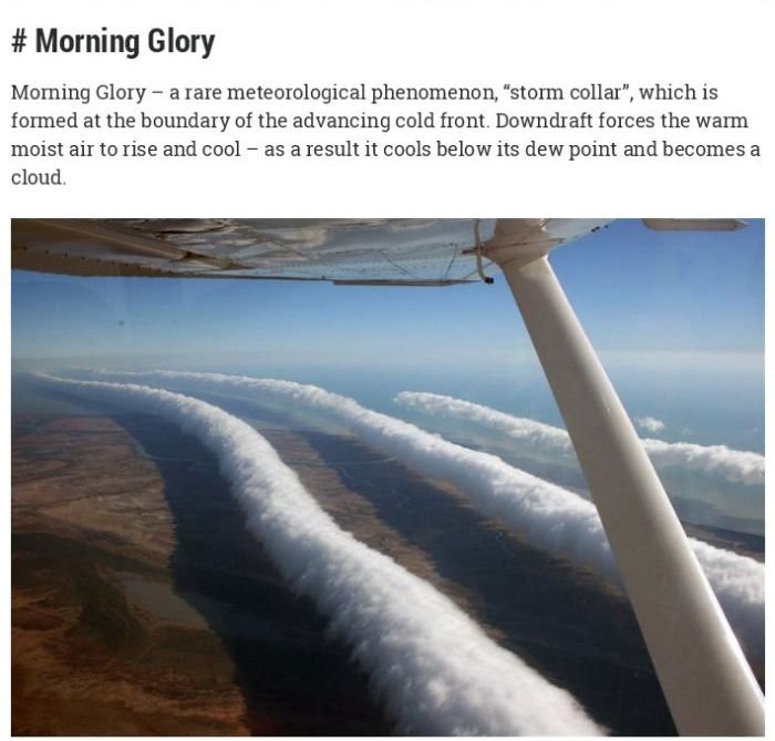 Morning Glory 1.jpg