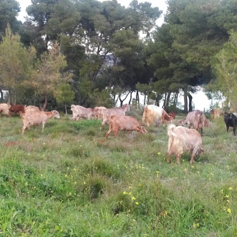 Optimized-Goats1.jpg
