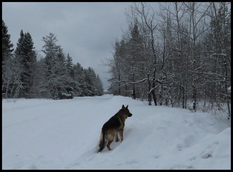 Bruno looking down road snow covered trees on each side.JPG