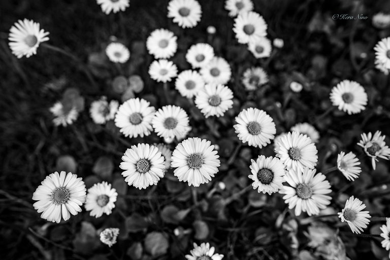 20180421-_NKE3938-Edit.jpg