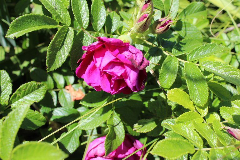 rose rencontrée au détour d'un chemin dans un jardin.jpg