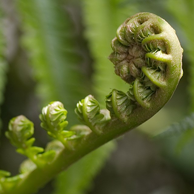 fiddlehead.jpg