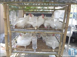 poules.jpg