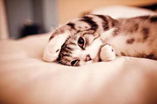 cat in bed.jpg