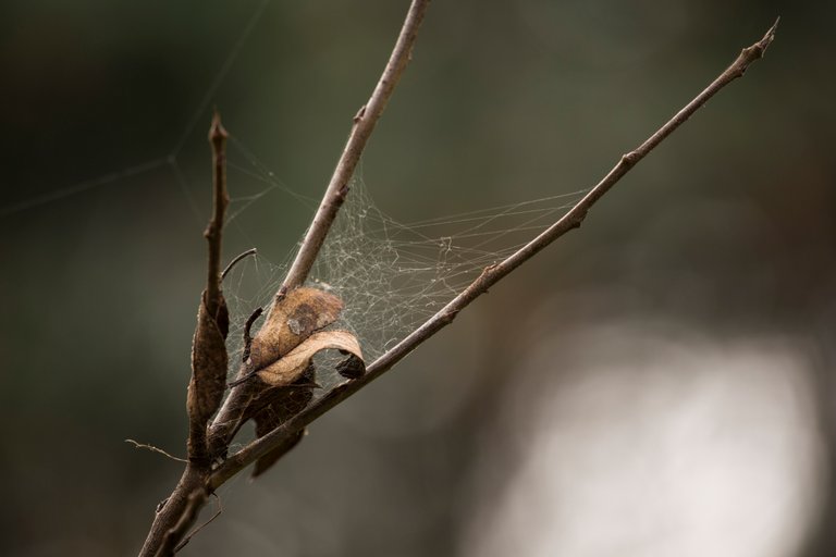 Dry Bamboo Spider Web Trap.jpg