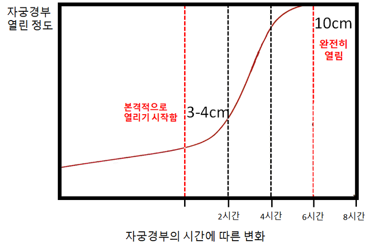 자궁경부 열린 정도