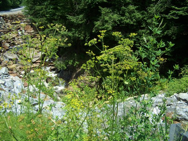 Road trip - yellow flowers crop July 2019.jpg