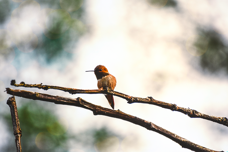 crimsonclad orange hummingbird at sunset