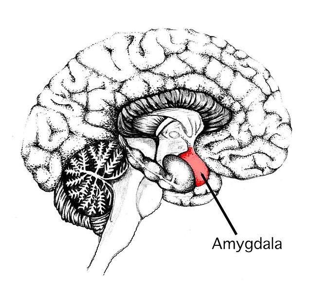 635px-Amygdala.jpg