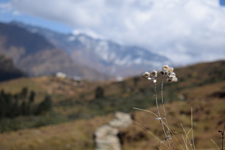 chopta2018 015.jpeg