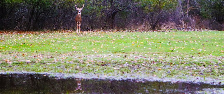 DeerStretchReflection.jpg