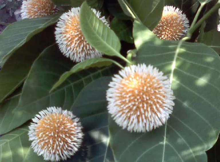 kadam flowers (2).png