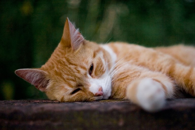 random red cat sleeping on a wednesday for caturday by fraenk