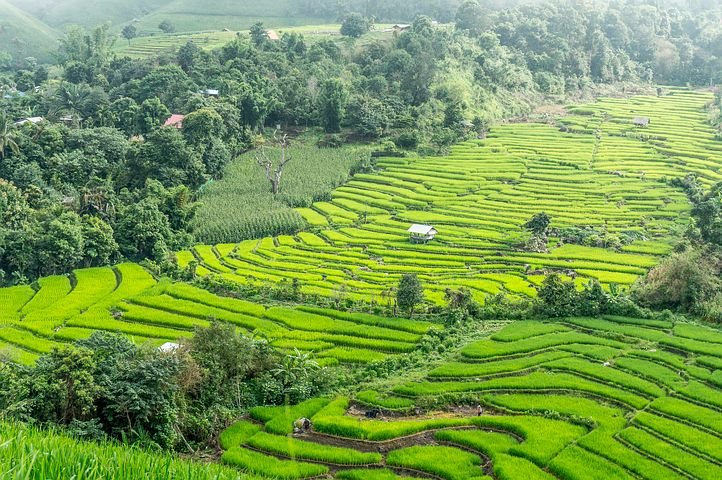 rice-terraces-2224264__480.jpg