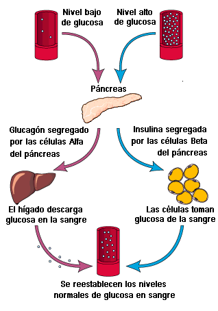 ciclo-insulina-glucosa.png