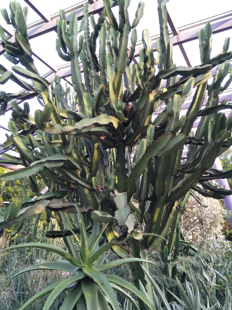 5 Common Tree Euphorbia 1.jpg
