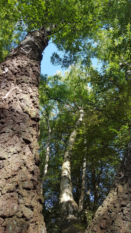 silver birch.jpg