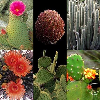 cacti variety.jpg
