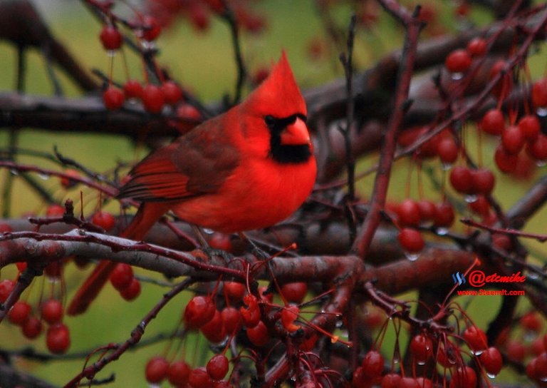 Northern Cardinal IMG_0488.JPG