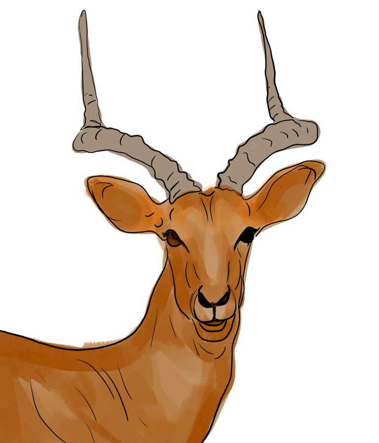 deer (462).jpg