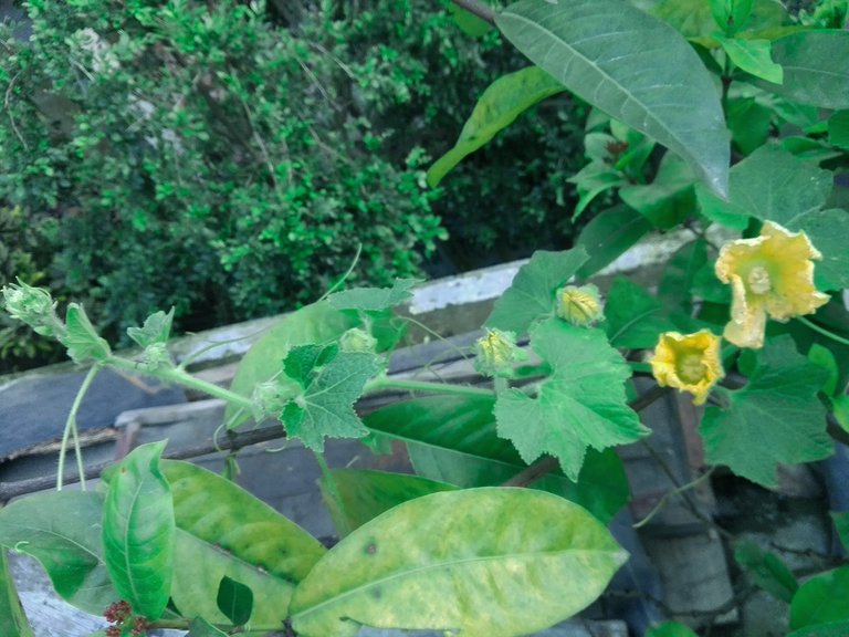 pumpkin flower.jpg